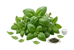 Basil