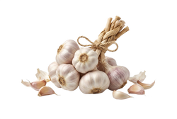 Garlic